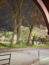 ViVian - 真琴の女の子ブログ画像