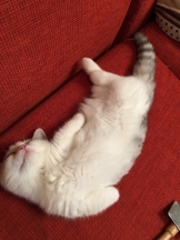 ViVian - 真琴の女の子ブログ画像