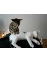 ViVian - 真琴の女の子ブログ画像