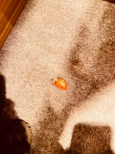 ViVian - 真琴の女の子ブログ画像