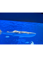 エンジェルキッス - NANAMIの女の子ブログ画像