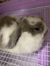 ViVian - 美希（みき）の女の子ブログ画像