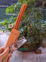 God Field - みずきの女の子ブログ画像