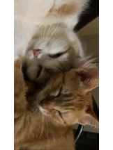 ViVian - かのの女の子ブログ画像