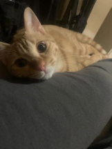 ViVian - かのの女の子ブログ画像