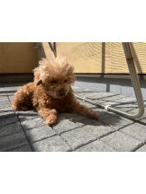 ViVian - かのの女の子ブログ画像