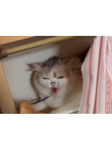 ViVian - かのの女の子ブログ画像