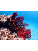 ViVian - かのの女の子ブログ画像