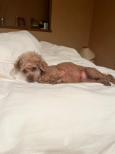 ViVian - かのの女の子ブログ画像