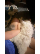 ViVian - かのの女の子ブログ画像