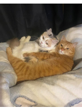 ViVian - かのの女の子ブログ画像