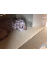 ViVian - かのの女の子ブログ画像