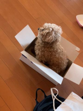 ViVian - かのの女の子ブログ画像