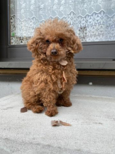 ViVian - かのの女の子ブログ画像