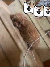 ViVian - かのの女の子ブログ画像