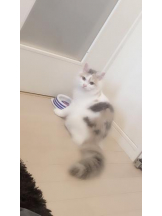 ViVian - かのの女の子ブログ画像