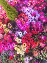 月紅 - りんごの女の子ブログ画像