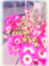 月紅 - りんごの女の子ブログ画像