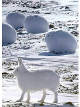 月紅 - えりなの女の子ブログ画像