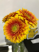 月紅 - えりなの女の子ブログ画像