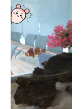 月紅 - えりなの女の子ブログ画像