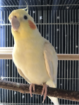 月紅 - えりなの女の子ブログ画像