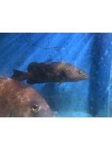 月紅 - えりなの女の子ブログ画像