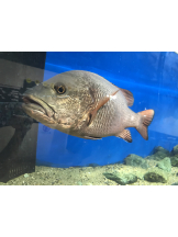 月紅 - えりなの女の子ブログ画像