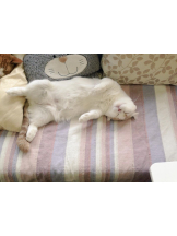 月紅 - えりなの女の子ブログ画像