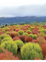 月紅 - えりなの女の子ブログ画像