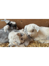 月紅 - えりなの女の子ブログ画像