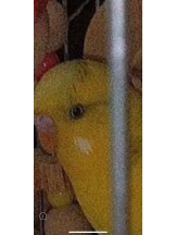 月紅 - えりなの女の子ブログ画像