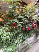 月紅 - えりなの女の子ブログ画像