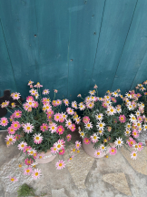 月紅 - えりなの女の子ブログ画像