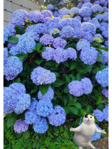 月紅 - えりなの女の子ブログ画像