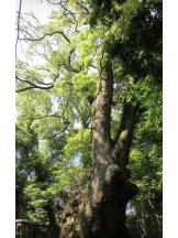 月紅 - えりなの女の子ブログ画像