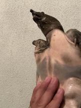 月紅 - えりなの女の子ブログ画像