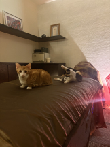 月紅 - えりなの女の子ブログ画像