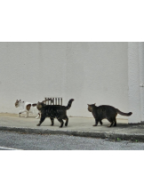 月紅 - えりなの女の子ブログ画像