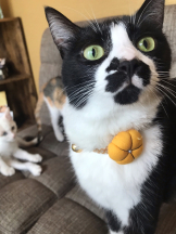 月紅 - えりなの女の子ブログ画像