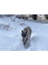 月紅 - えりなの女の子ブログ画像