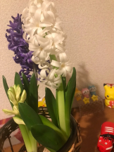 月紅 - えりなの女の子ブログ画像