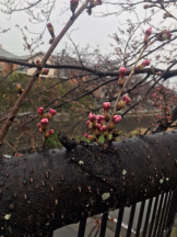 月紅 - えりなの女の子ブログ画像