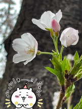 月紅 - えりなの女の子ブログ画像