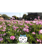 月紅 - えりなの女の子ブログ画像