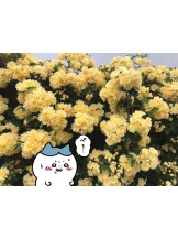 月紅 - えりなの女の子ブログ画像