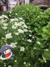 月紅 - えりなの女の子ブログ画像