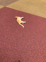 月紅 - えりなの女の子ブログ画像