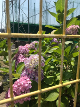 月紅 - えりなの女の子ブログ画像