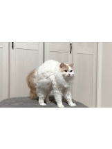 月紅 - えりなの女の子ブログ画像